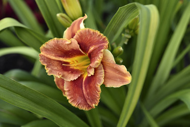 Similar image 21526994