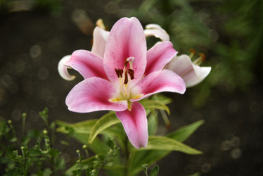 Similar image 21527006