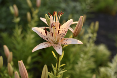 Similar image 21527009