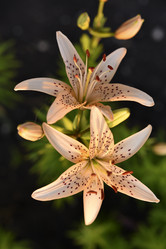 Similar image 21527120