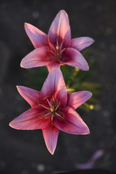 Similar image 21527124