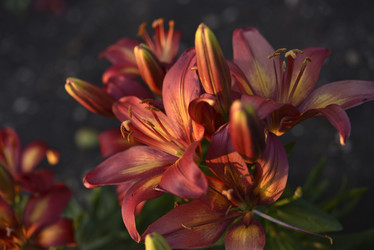 Similar image 21527125