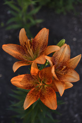 Similar image 21527126