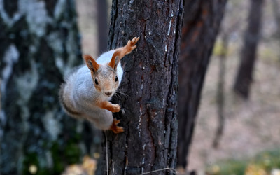 Similar image 21528275