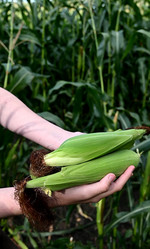 Similar image 21528282