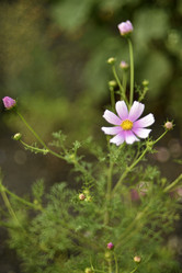 Similar image 21528530