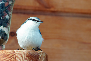 Similar image 21528287