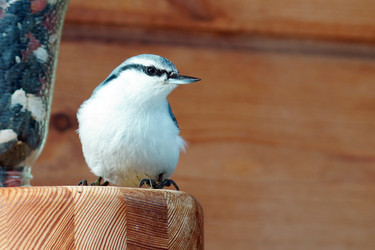 Similar image 21528288