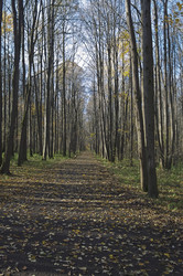 Similar image 21528307