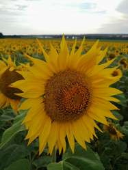 Similar image 21531039