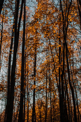 Similar image 21528347