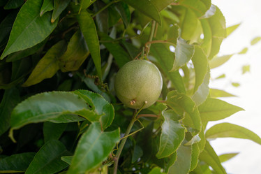 Similar image 21533453