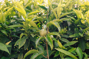 Similar image 21533454