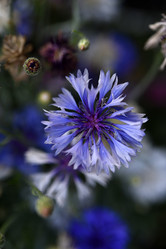 Similar image 21528543