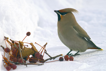 Similar image 21528856