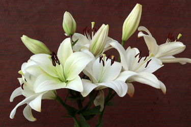 Similar image 21528749