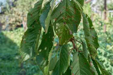 Similar image 21528752