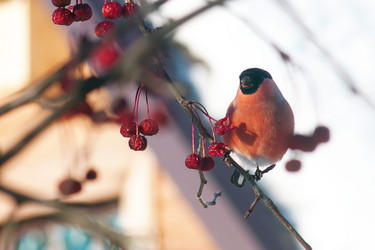 Similar image 21529004