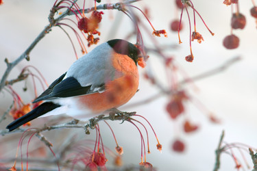 Similar image 21529012