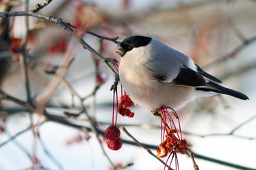 Similar image 21529013