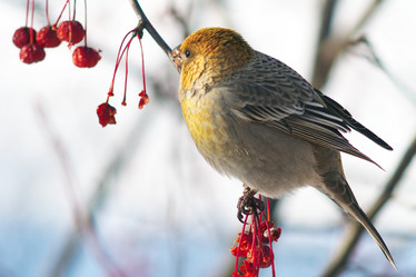 Similar image 21529020