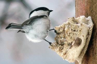 Similar image 21529030