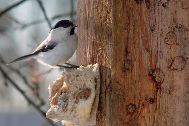 Similar image 21529032