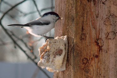 Similar image 21529033