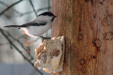 Similar image 21529034