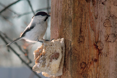 Similar image 21529035