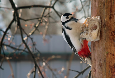 Similar image 21529036