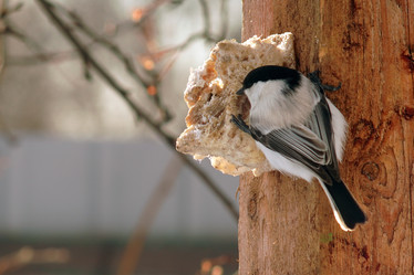 Similar image 21529039