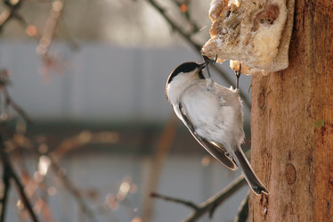 Similar image 21529040