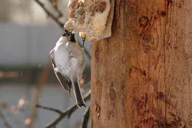 Similar image 21529041