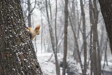 Similar image 21535885