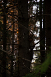 Similar image 21530905