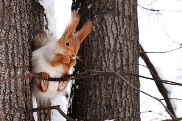 Similar image 21531486