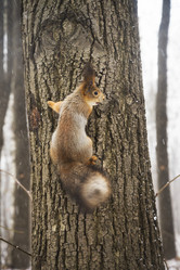 Similar image 21535888