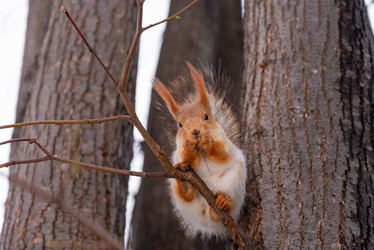 Similar image 21535504