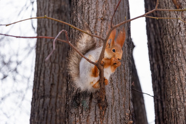 Similar image 21535506