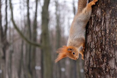 Similar image 21535509