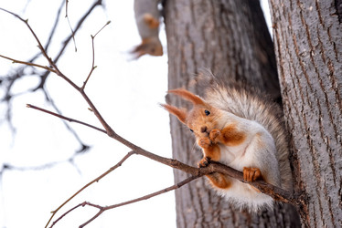 Similar image 21535510