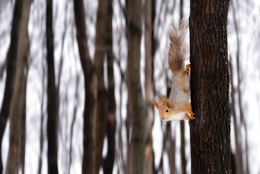 Similar image 21531506