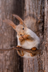 Similar image 21535511