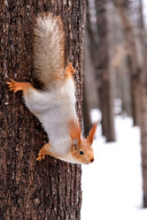 Similar image 21530582