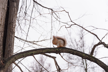 Similar image 21535512