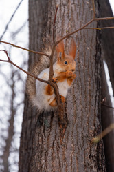 Similar image 21531511