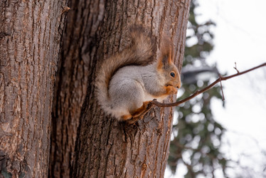 Similar image 21535515