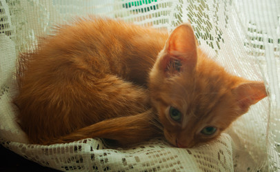 Similar image 21534159