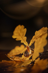 Similar image 21530595